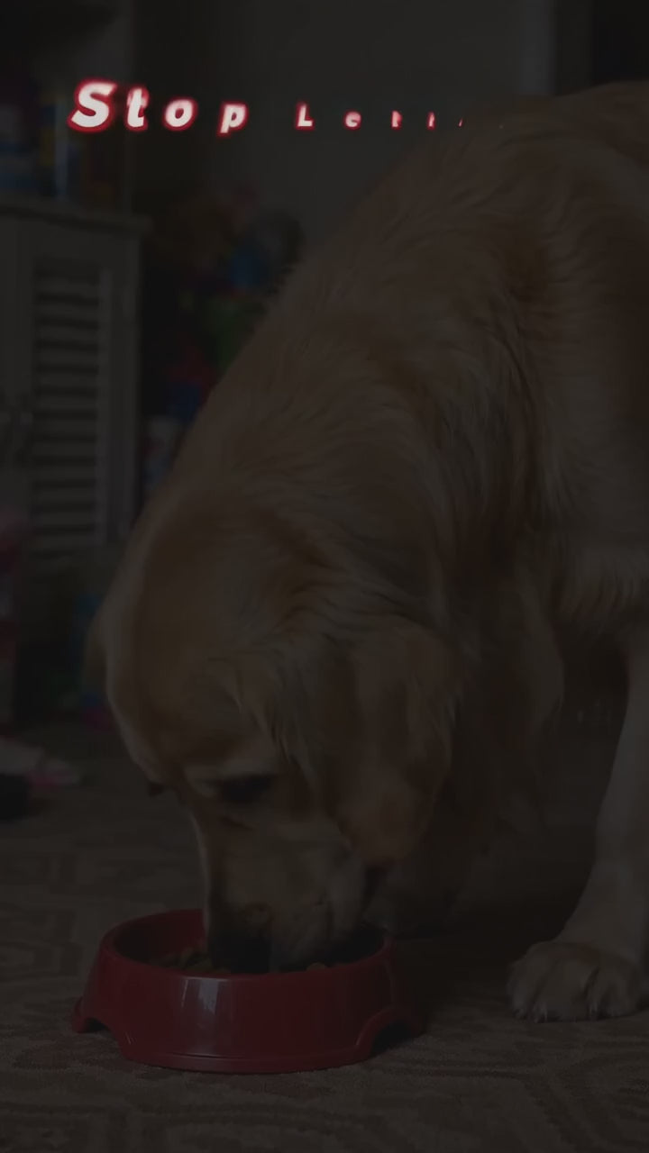 Elevated Dog Bowl Stand with Storage Drawer